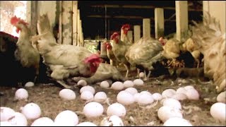 Poultry Farming in Bangladesh  The first Time Golden Poultry Farming [upl. by Korenblat]