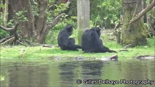 Siamangs Singings Sound  Fota Wildlife Park [upl. by Marina498]