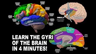 GYRI OF THE BRAIN  LEARN IN 4 MINUTES [upl. by Ahsoj]