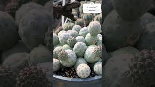 Theporocactus geométricus tephorocactus cactus [upl. by Ban]