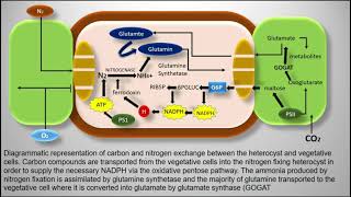 Heterocyst  Cyanobacteria  Nostoc [upl. by Koren]