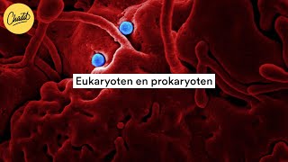 Eukaryoten en prokaryoten wat is het verschil  Mr Chadd Academy [upl. by Innob]