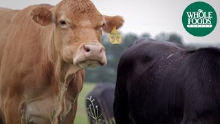 Proffitt Farms GrassFed Beef  Meet the Ranchers  Whole Foods Market [upl. by Eirek]