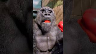 Gorilla l have a baby too animals heartwarming animallover love [upl. by Attiuqram617]