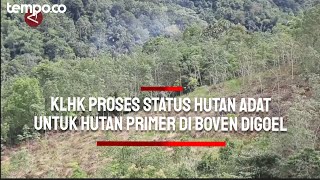 KLHK Proses Status Hutan Adat untuk Hutan Primer di Boven Digoel Papua [upl. by Unam]