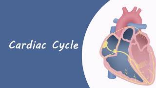 cardiac cycle [upl. by Aneeroc]