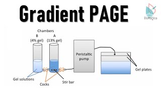 Gradient PAGE Polyacrylamide gel electrophoresis II Protein Electrophoresis [upl. by Seadon]