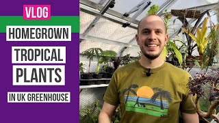 My homegrown tropical amp exotic plants in a UK greenhouse [upl. by Yrac]