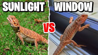 Can Bearded Dragons Get UVB Through Windows [upl. by Simon]