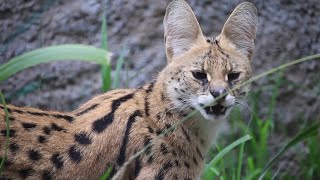 Serval Stinky Face [upl. by Leandre]