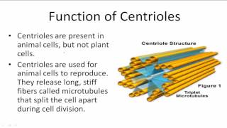 Function of Centrioles [upl. by Venetis108]