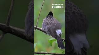 Redvented bulbul Pycnonotus cafer Western Ghats  Nikon Z6III  180 600 zoom Lens [upl. by Emoreg]