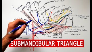 Submandibular triangle  boundaries amp contents  Anatomy Tutorial [upl. by Feigin]