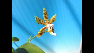 Phalaenopsis fasciata Country Acres orchid [upl. by Vanhook]