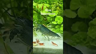 Crevette Atya Gabonensis🩵 plantaddict aquariumcrevettes aquariumhobby [upl. by Dibb]