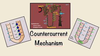 Countercurrent Mechanism  Loop of Henle  Concentration of urine  Renal Physiology [upl. by Savanna940]