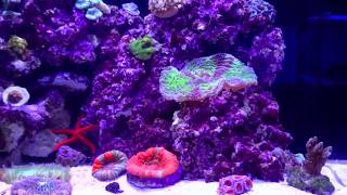 IM Nuvo Fusion 20 gallon Nano Reef [upl. by Snowman]