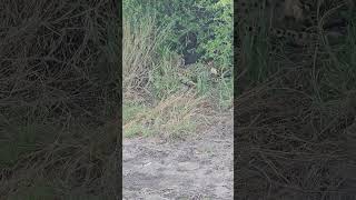 Two Cheetah Brothers  Midday Rest Time africa wildlife cheetah [upl. by Esille]