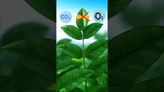 Source of oxygen during photosynthesis shorts [upl. by Balliett]