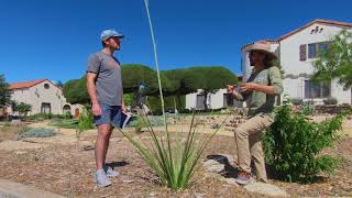 All About the Southwest Desert Native Hesperaloe Funifera [upl. by Orel]