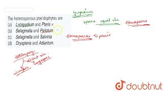 The heterosporous pteridophytes are [upl. by Rutherford509]