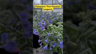 Pulmonara ‘Trevi Fountain’  Lungwort flowers plants spring perennial fypシ [upl. by Osswald]