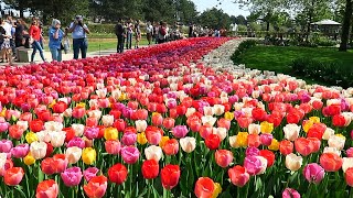 Tulips in Spring  Keukenhof garden Netherlands [upl. by Armitage]