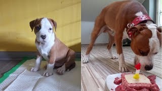 Amstaff Boss  8 weeks to 1 year [upl. by Namreg131]