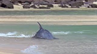 Hydroplaning Dolphins  Planet Earth  BBC Studios [upl. by Zelle]