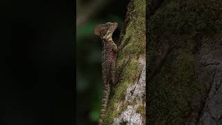 El Basilisco Común El Lagarto Acuático y Trepa Árboles shorts animalshorts naturaleza [upl. by Fe]