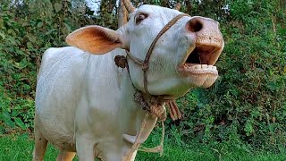 Real Cow Mooing Sound And Videos 7 Cow Sound Loudly At Village  Tobibul [upl. by Kiele]