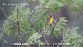 Birding in Bulgaria [upl. by Suellen]