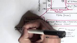 Cardiology  Heart Physiology II Muscle contraction and Pacemaker activity [upl. by Beverle]