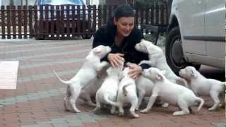 Dogo argentino puppy attack [upl. by Ytsirhk]