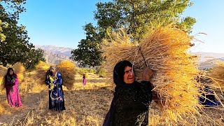 Harvest season of Rainfed agricultural products Wheat Barley [upl. by Lielos]