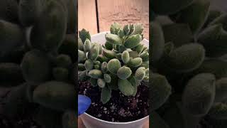 Cotyledon Cat Claw cactusysuculentas plantas suculentas suculents jardin plants shortvideo [upl. by Chadbourne]