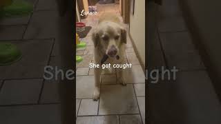 Wasnt me Lunac goldenretriever funny funny doglife cutedog [upl. by Aramahs294]