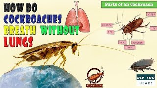 trachea of cockroach [upl. by Braswell]