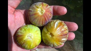 Israeli figs are ripe What are they [upl. by Reggis462]