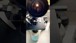 Histología ♡ microscopy histology medicinereview viralvideo viralshorts newvideo riñon fyp [upl. by Cusick]