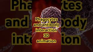 Phagocytes and antibody interaction  3D animation [upl. by Ahseei]