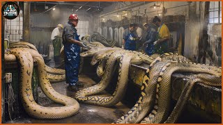 How A Farmer Makes 2 Million Dollars From Python Skin  Snake Farm  Processing Factory [upl. by Obmar]