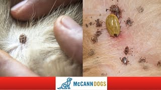 How To Check Your Dog For Ticks Tick Hiding Spots  Professional Dog Training Tips [upl. by Arella]