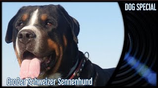 Großer Schweizer Sennenhund  Der Molosser für Feinschmecker [upl. by Dowlen]