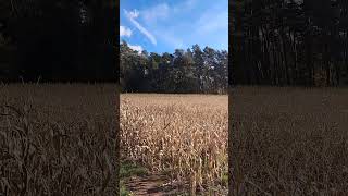 Maisfeld vor der Ernte  Zwischen Blankenheim und Gerolstein  Vulkaneifel Herbst 2024 [upl. by Alveta]