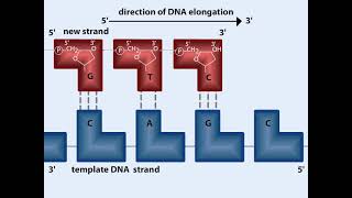 09 03 DNA Replication Part 1 Replication of a Chromosome and DNA Polymerization [upl. by Itsyrc]