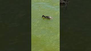 Great crested grebe and little black cormorant waterbirds divingbirds [upl. by Oriaj701]