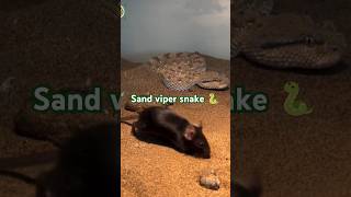 दुनिया के सबसे खतरनाक सांप Sand viper snake 🐍 shortvideo shorts snake [upl. by Esra833]