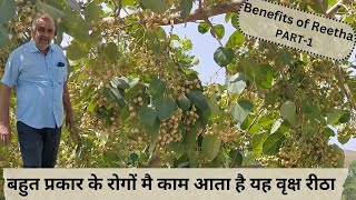 बहुत प्रकार के रोगों मै काम आता है यह वृक्ष रीठा  Benefits of Reetha  Reetha ke fayde  PART 1 [upl. by Lebasiairam]