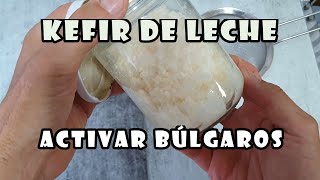 KEFIR de LECHE Activar BÚLGAROS o Nódulos de Kéfir [upl. by Reizarf]